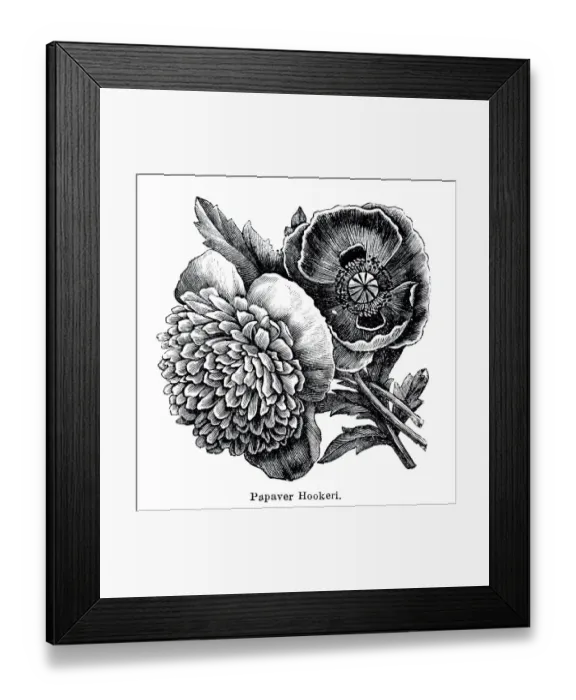 Framed Print : Papaver Hookeri, Indian poppy Framed Print : Papaver Hookeri, Indian poppy