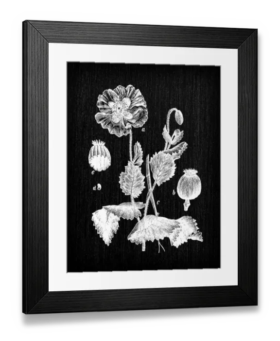 Framed Print : Botany plants antique engraving illustration: Papaver somniferum (opium poppy) Framed Print : Botany plants antique engraving illustration: Papaver somniferum (opium poppy)