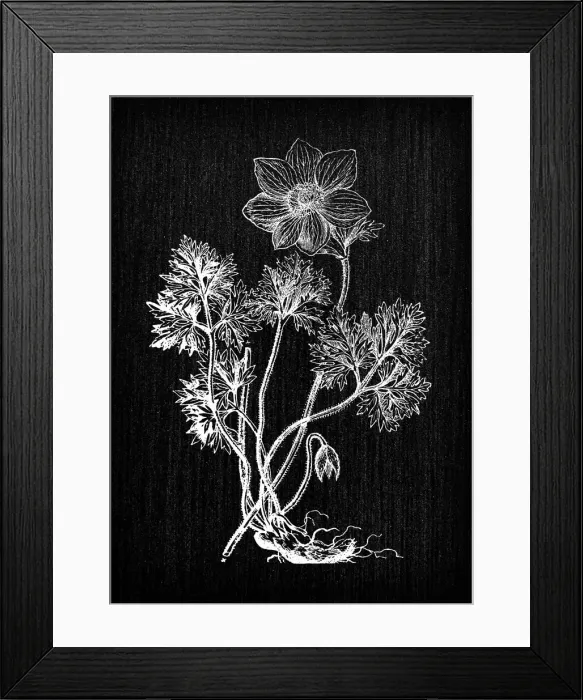 Framed Print : Botany plants antique engraving illustration: Anemone coronaria (poppy anemone Framed Print : Botany plants antique engraving illustration: Anemone coronaria (poppy anemone