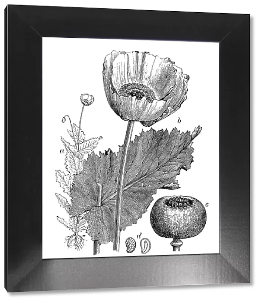 Antique illustration of Papaver somniferum (Opium poppy)