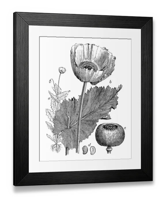 Framed Print : Antique illustration of Papaver somniferum (Opium poppy) Framed Print : Antique illustration of Papaver somniferum (Opium poppy)
