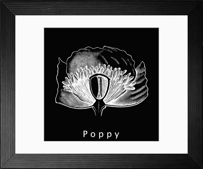 Framed Print : Old engraved illustration of poppy flower (Papaveraceae ) Framed Print : Old engraved illustration of poppy flower (Papaveraceae )