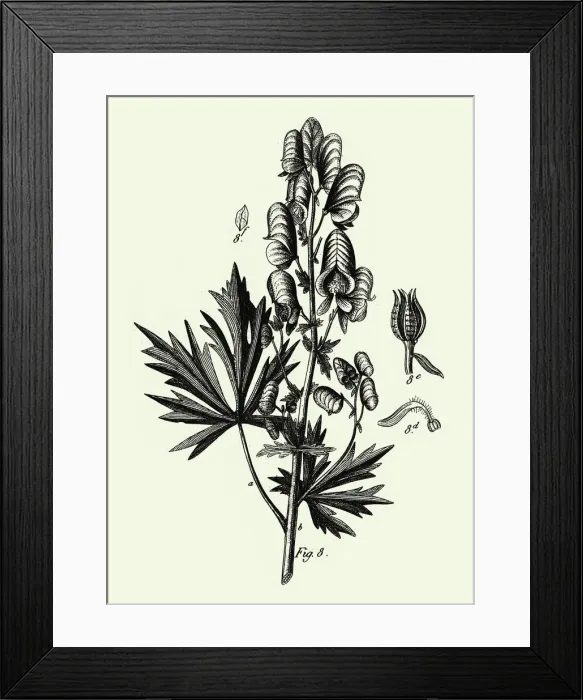 Framed Print : Engraved Antique, Cultivated Plants of the Ranunculaceae Framed Print : Engraved Antique, Cultivated Plants of the Ranunculaceae