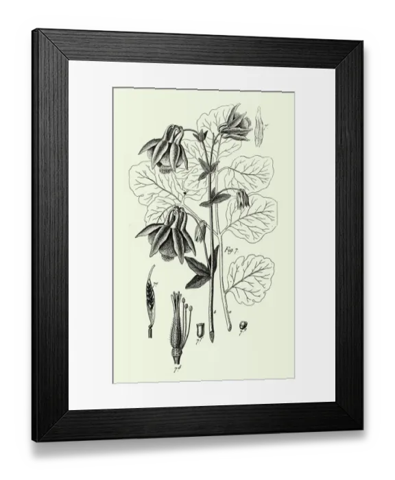 Framed Print : Engraved Antique, Cultivated Plants of the Ranunculaceae Framed Print : Engraved Antique, Cultivated Plants of the Ranunculaceae