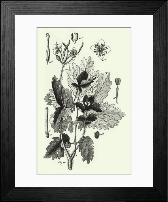 Framed Print : Engraved Antique, Cultivated Plants of the Ranunculaceae Framed Print : Engraved Antique, Cultivated Plants of the Ranunculaceae