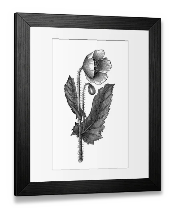 Framed Print : Old engraved illustration of Botany, Poppy flower (Papaver officinale) Framed Print : Old engraved illustration of Botany, Poppy flower (Papaver officinale)