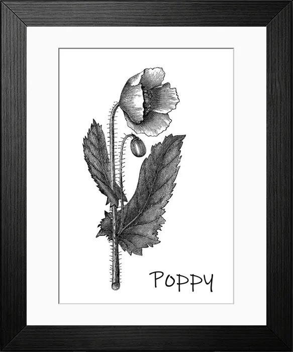Framed Print : Old engraved illustration of Botany, Poppy flower (Papaver officinale) Framed Print : Old engraved illustration of Botany, Poppy flower (Papaver officinale)