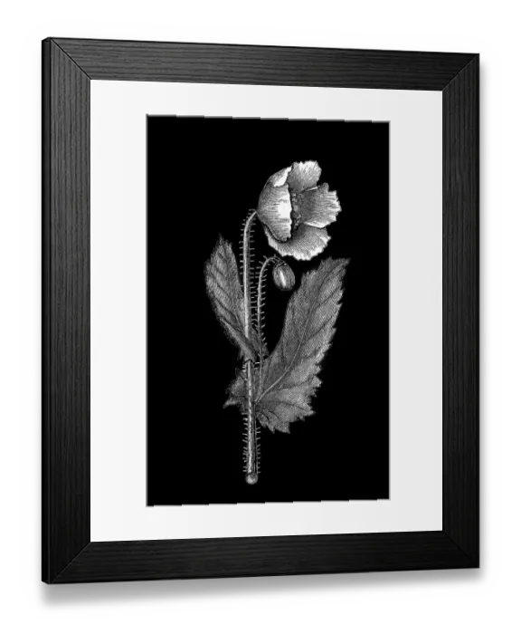 Framed Print : Old engraved illustration of Botany, Poppy flower (Papaver officinale) Framed Print : Old engraved illustration of Botany, Poppy flower (Papaver officinale)
