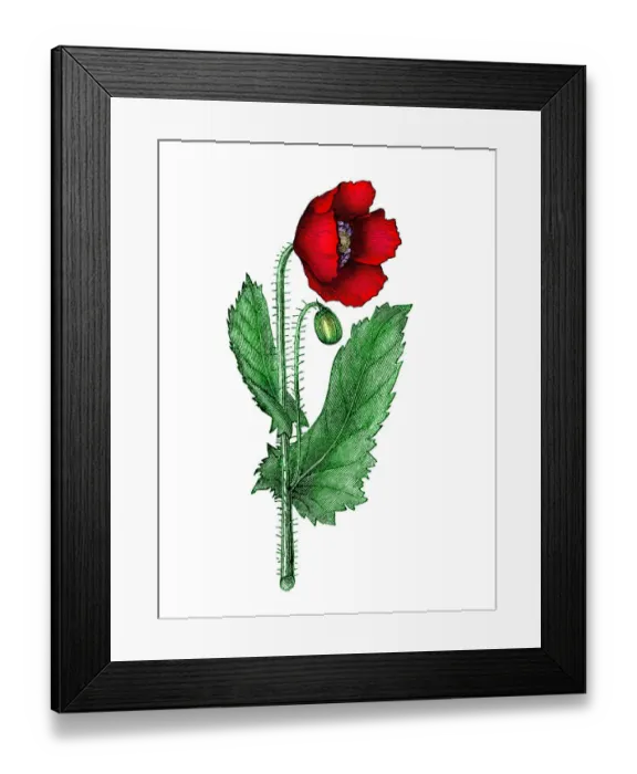 Framed Print : Old engraved illustration of Botany, Poppy flower (Papaver officinale) Framed Print : Old engraved illustration of Botany, Poppy flower (Papaver officinale)