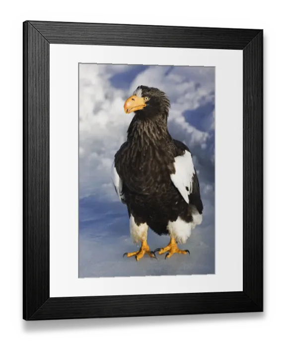 Framed Print : Japan, Hokkaido, Rausu, stellers sea eagle (Haliaeetus pelagicus) Framed Print : Japan, Hokkaido, Rausu, stellers sea eagle (Haliaeetus pelagicus)