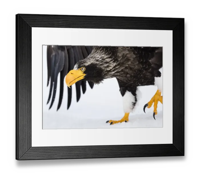 Framed Print : Stellers sea eagle Framed Print : Stellers sea eagle