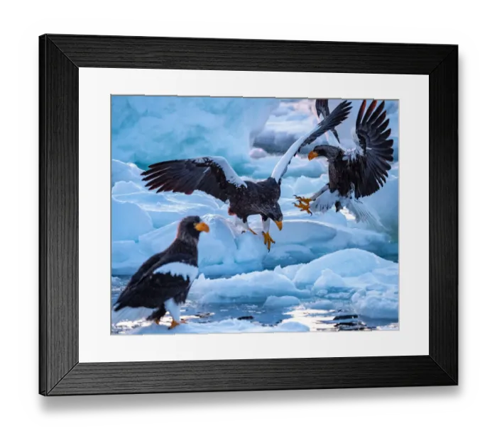 Framed Print : Stellers sea eagle on the drift ice Framed Print : Stellers sea eagle on the drift ice