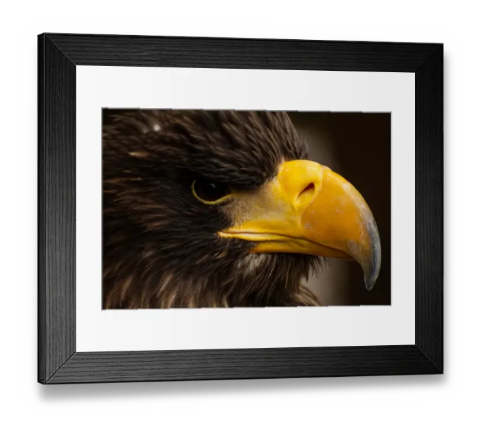 Framed Print : Headshot of Stellers sea eagle (Haliaeetus pelagicus) Framed Print : Headshot of Stellers sea eagle (Haliaeetus pelagicus)