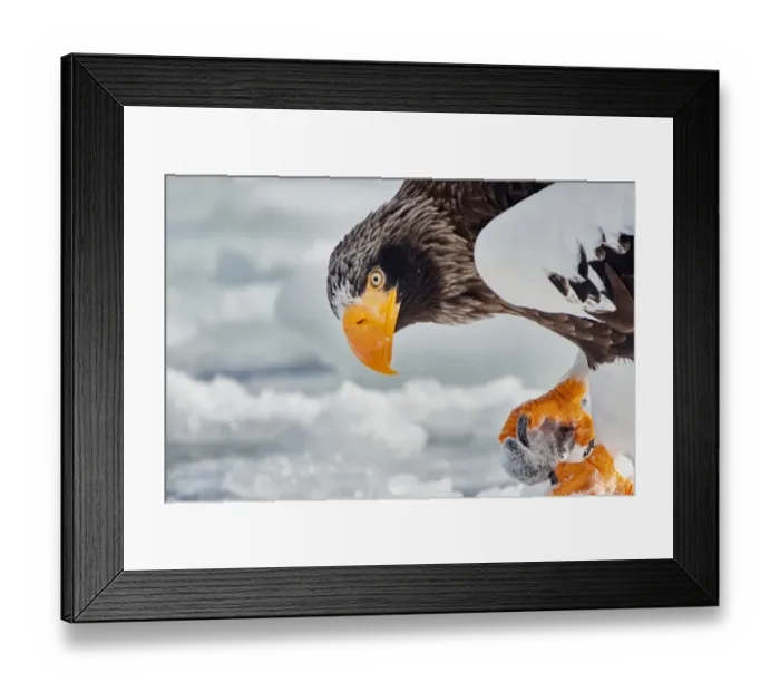 Framed Print : Stellers Sea Eagle in Shiretoko Peninsula, Hokkaido, Japan Framed Print : Stellers Sea Eagle in Shiretoko Peninsula, Hokkaido, Japan