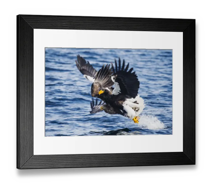 Framed Print : Two Stellers sea eagles collide while an attempt fishing Framed Print : Two Stellers sea eagles collide while an attempt fishing