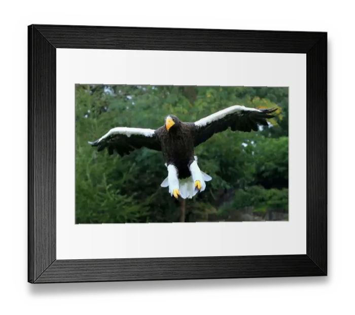 Framed Print : Pacific Stellers Sea Eagle In Flight Framed Print : Pacific Stellers Sea Eagle In Flight