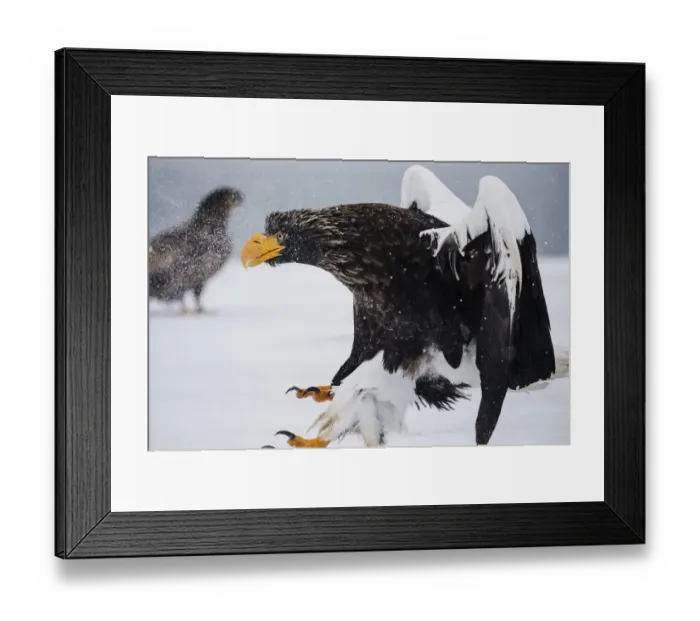 Framed Print : A Stellers sea eagle landing in a snow storm Framed Print : A Stellers sea eagle landing in a snow storm