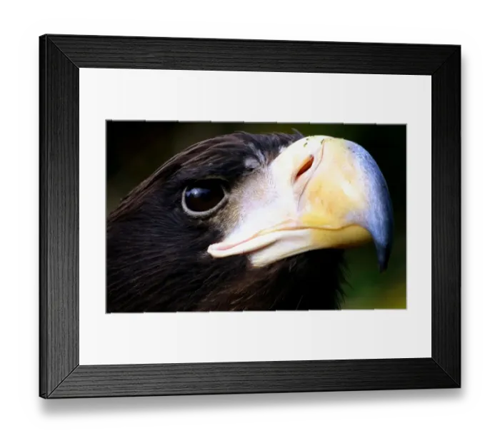 Framed Print : Juvenile Stellers Sea Eagle