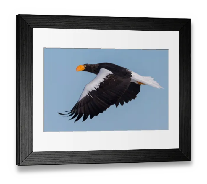 Framed Print : Stellers sea-eagle Framed Print : Stellers sea-eagle
