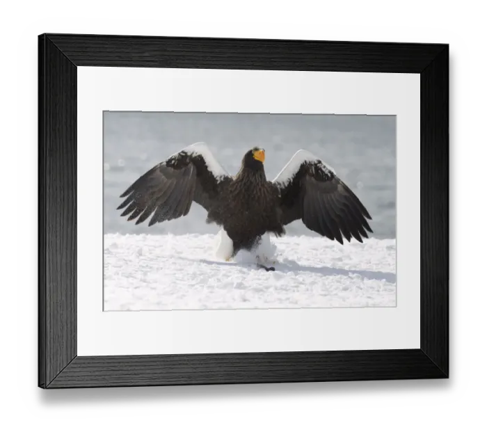 Framed Print : Stellers sea eagle on snow at Rausu harbour Framed Print : Stellers sea eagle on snow at Rausu harbour