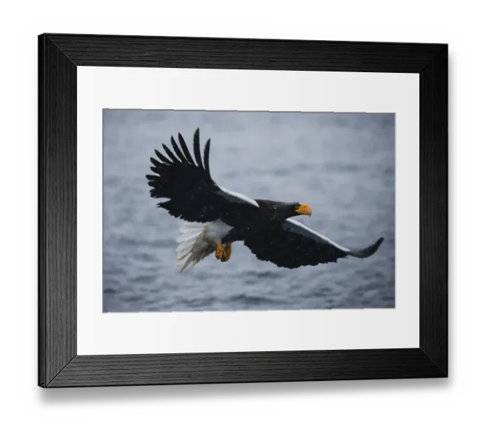 Framed Print : A Stellers sea eaglein flight during a snow storm Framed Print : A Stellers sea eaglein flight during a snow storm