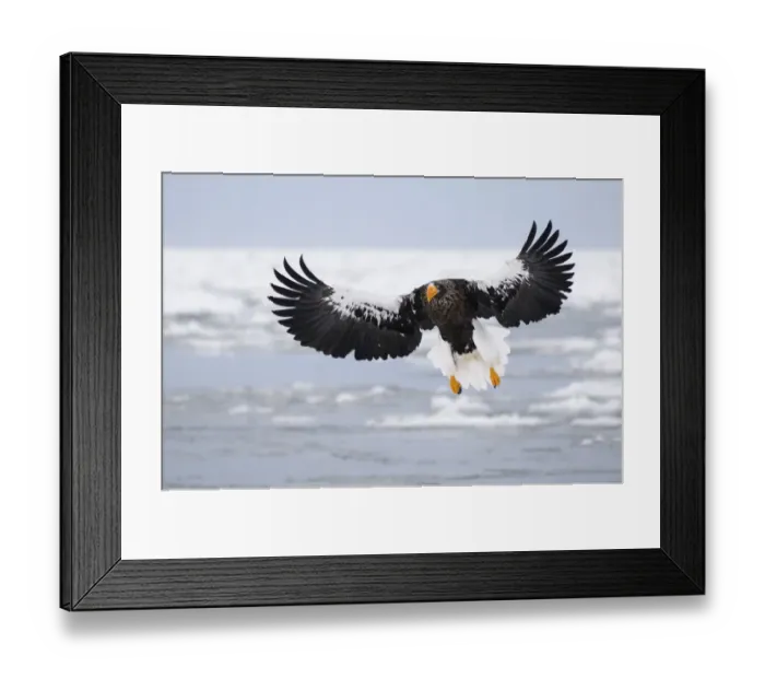 Framed Print : Stellers sea eagle Framed Print : Stellers sea eagle