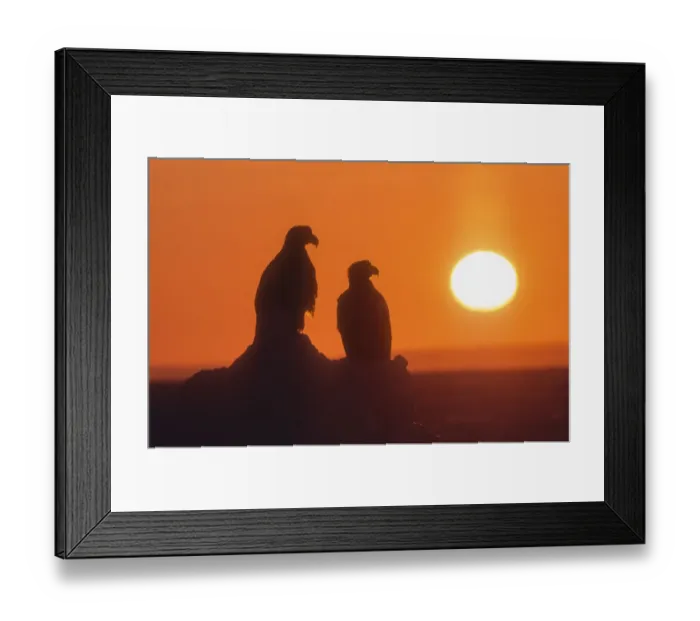 Framed Print : Stellers sea eagle Framed Print : Stellers sea eagle
