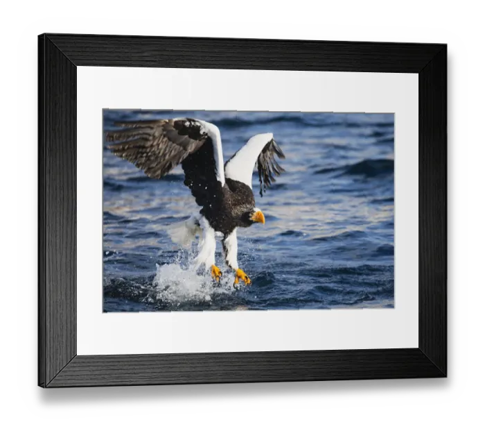 Framed Print : A Stellers sea eagle fishing Framed Print : A Stellers sea eagle fishing