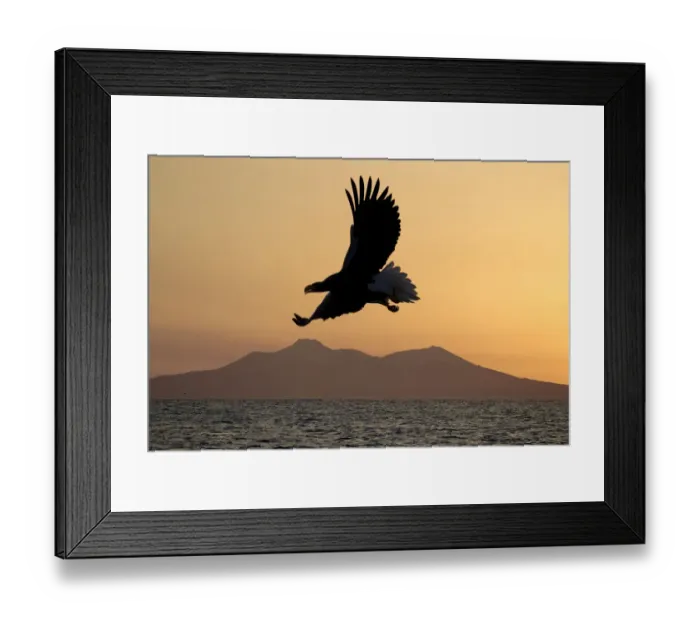 Framed Print : Stellers sea eagle flying over Rausu harbour Framed Print : Stellers sea eagle flying over Rausu harbour