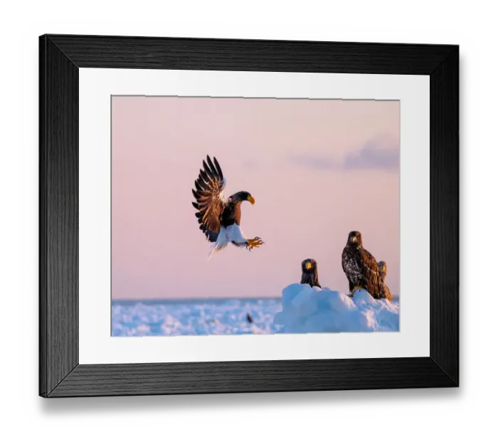 Framed Print : Stellers sea eagle landing