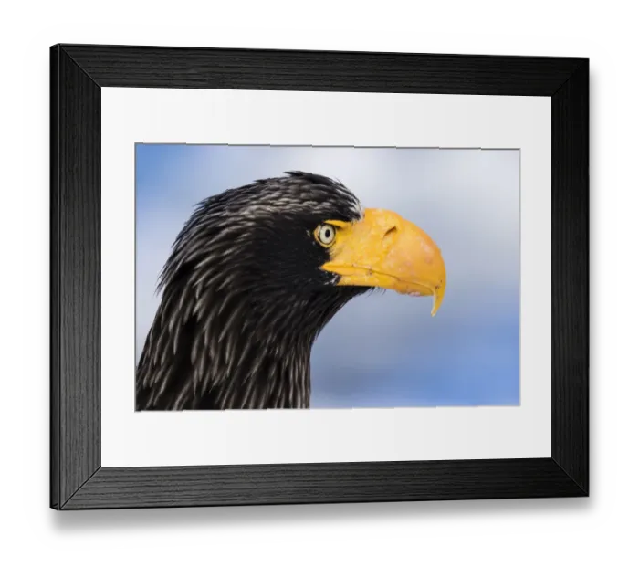 Framed Print : Stellers sea eagle Framed Print : Stellers sea eagle