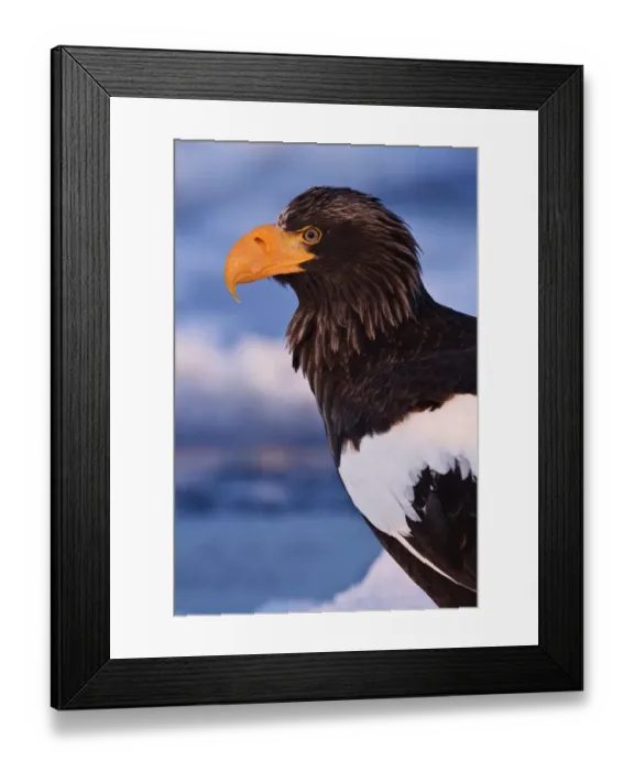 Framed Print : Stellers Eagle Portrait Framed Print : Stellers Eagle Portrait