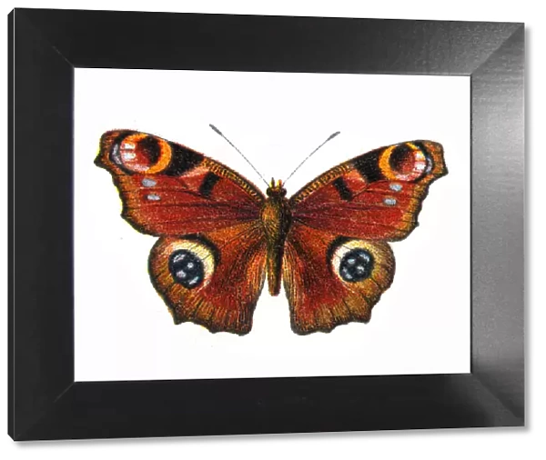Aglais io, European peacock, Butterfly, Insects, Wildlife illustration