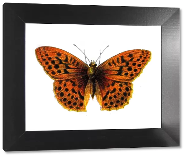 Argynnis Paphia, Silver washed Fritillary, Butterfly, Insects, Wildlife illustration
