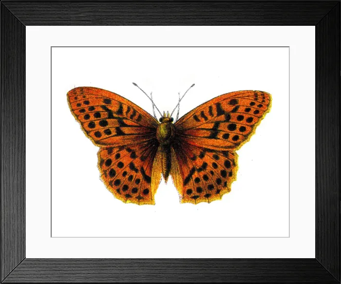 Framed Print : Argynnis Paphia, Silver washed Fritillary, Butterfly, Insects, Wildlife illustration