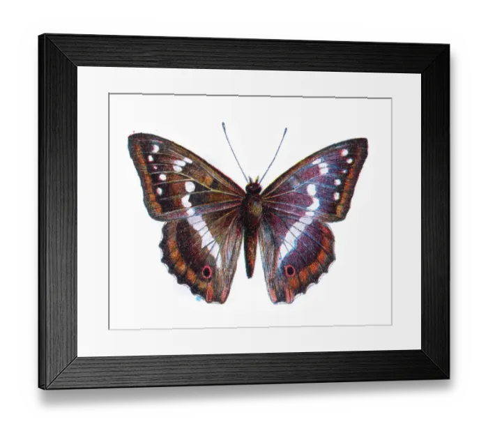 Framed Print : Apatura iris, the purple emperor, Butterfly, Insects, Wildlife illustration Framed Print : Apatura iris, the purple emperor, Butterfly, Insects, Wildlife illustration