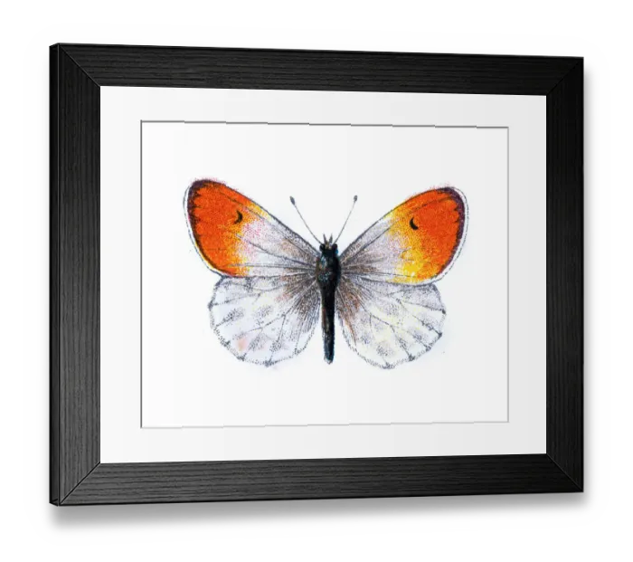 Framed Print : Echloe Cardamines, Orange tip butterfly Framed Print : Echloe Cardamines, Orange tip butterfly