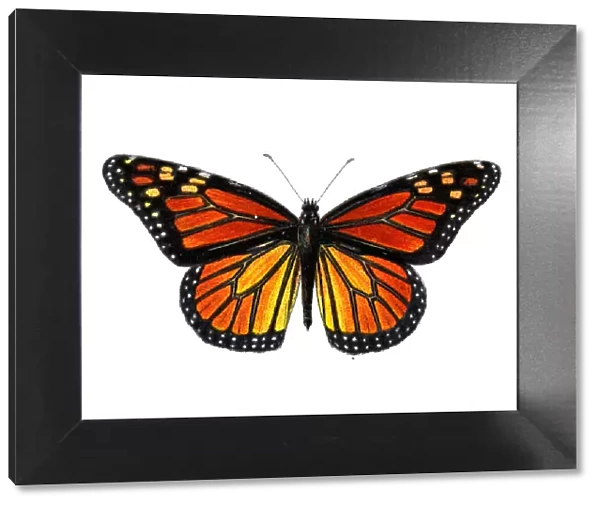 Monarch butterfly, Danaus plexippus, Insects, Wildlife illustration art