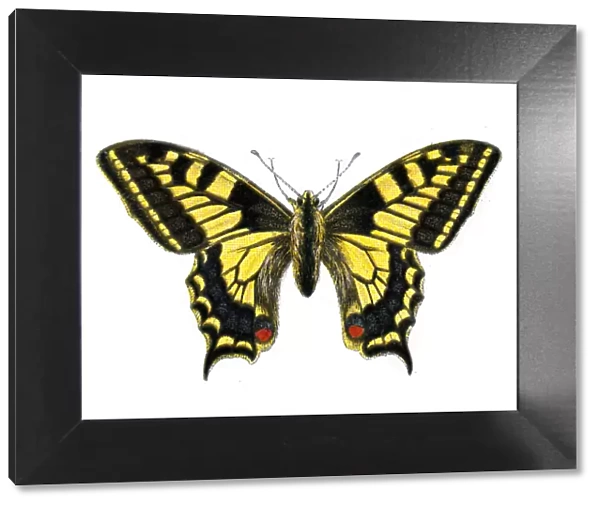 Old World swallowtail, Papilio machaon, Butterfly, Insects, Wildlife art