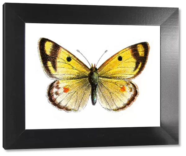 Pale clouded yellow, Colias hyale, Butterfly, Insects, Wildlife art