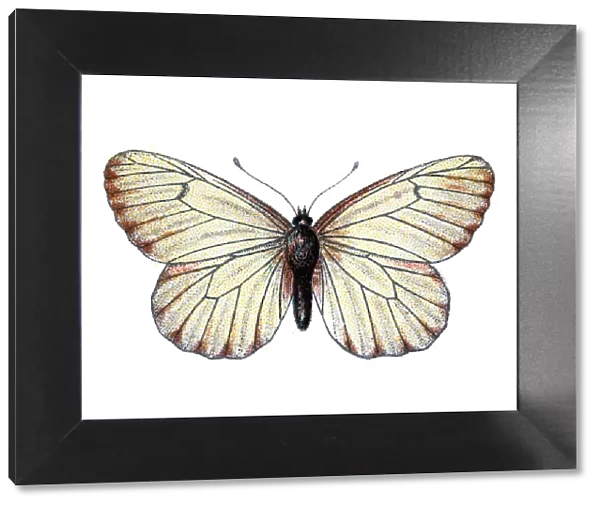 Black-veined white, Aporia crataegi, Butterfly, Insects, Wildlife art