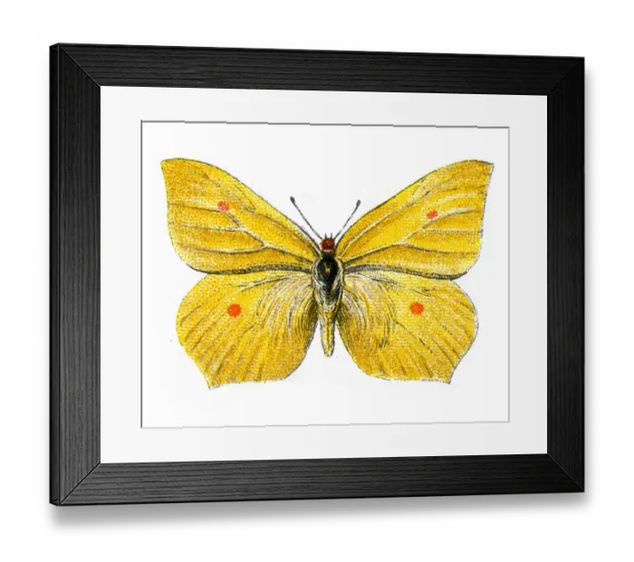 Framed Print : Common brimstone, Gonepteryx rhamni, Butterfly, Insects, Wildlife art Framed Print : Common brimstone, Gonepteryx rhamni, Butterfly, Insects, Wildlife art