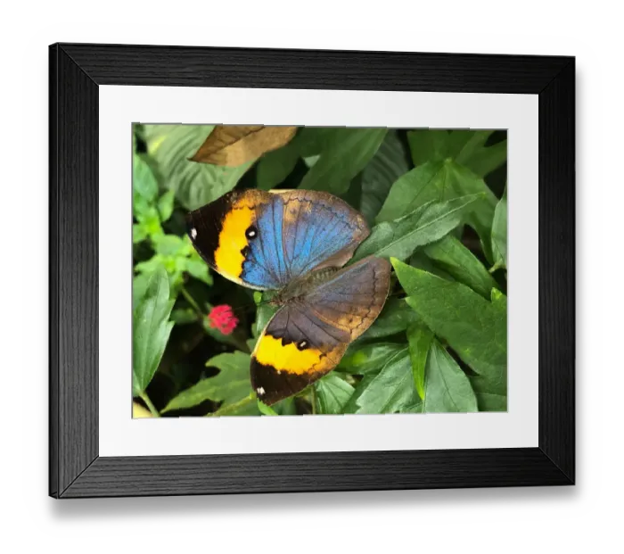 Framed Print : orange oakleaf butterfly Framed Print : orange oakleaf butterfly