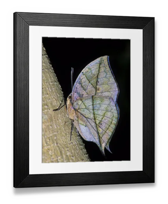 Framed Print : MIMICRY of a Dead Leaf, DEAD LEAF BUTTERFLY (Kallima inachus. ) Framed Print : MIMICRY of a Dead Leaf, DEAD LEAF BUTTERFLY (Kallima inachus. )