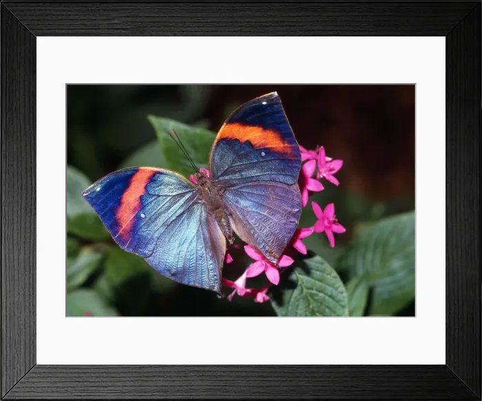 Framed Print : Dead Leaf Butterfly Framed Print : Dead Leaf Butterfly