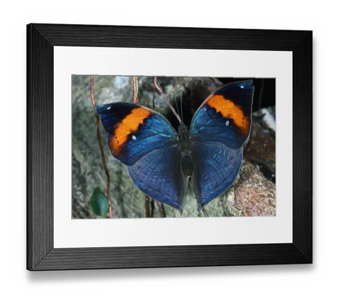 Framed Print : Dead Leaf Butterfly Framed Print : Dead Leaf Butterfly