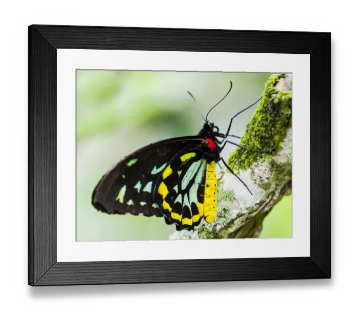 Framed Print : GOLIATH BIRDWING BUTTERFLY (Male) RAINFORESTS OF NEW GUINEA Framed Print : GOLIATH BIRDWING BUTTERFLY (Male) RAINFORESTS OF NEW GUINEA