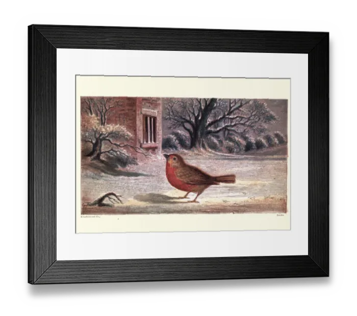 Framed Print : The Robins Christmas Eve Framed Print : The Robins Christmas Eve