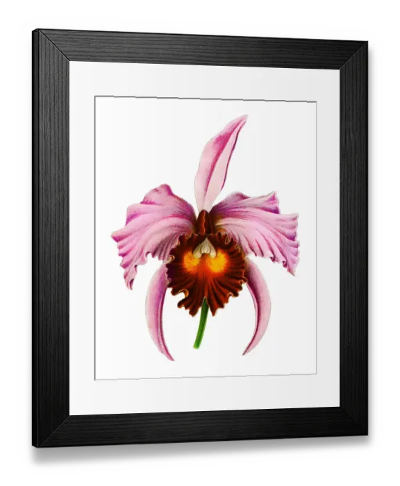 Framed Print : Chromolithograph illustration of orchid Flor de Mayo or Christmas orchid Framed Print : Chromolithograph illustration of orchid Flor de Mayo or Christmas orchid