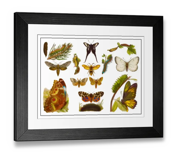 Framed Print : Old lithograph of Butterflies Framed Print : Old lithograph of Butterflies